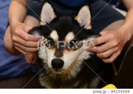 たぬき顔の写真素材 [94154504] - PIXTA