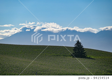 富良野から眺める朝の十勝岳連邦と1本の木 94154514