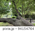 枝別れしている力強い樹木 94154764