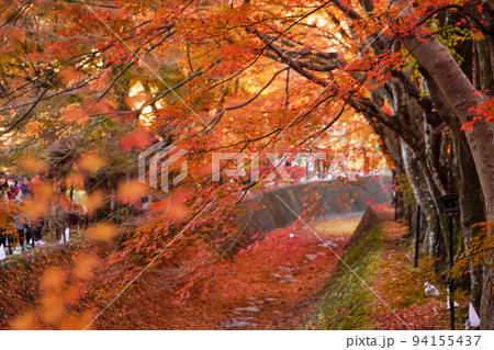 山梨県 富士河口湖もみじ回廊の見ごろの紅葉 山梨県 富士河口湖もみじ回廊の見ごろの紅葉 94155437