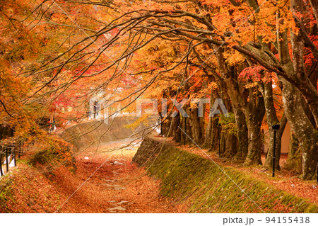 山梨県 富士河口湖もみじ回廊の見ごろの紅葉 山梨県 富士河口湖もみじ回廊の見ごろの紅葉 94155438