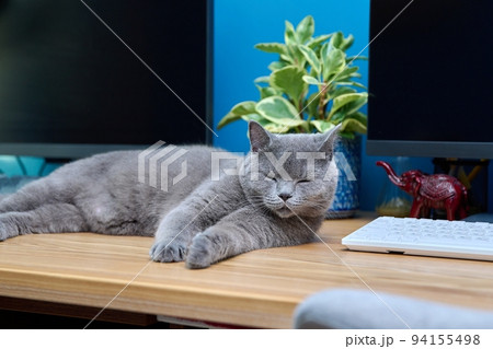 Gray cat lying on the table near computer 94155498