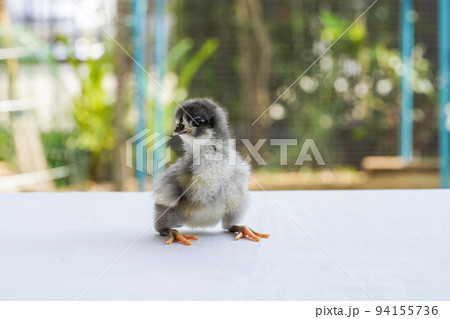 Black Baby Australorp Chick sit on white cloth cover the table with bokeh and blur garden at an outdoor field Black Baby Australorp Chick sit on white cloth cover the table with bokeh and blur garden at an outdoor field 94155736