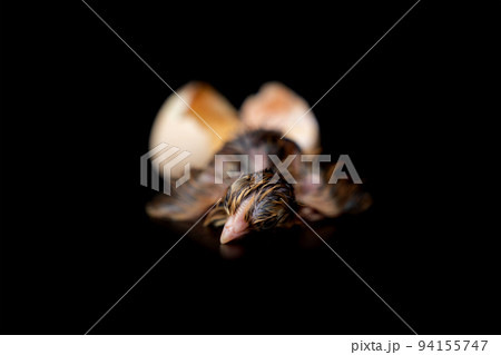 The 1st minute of Black Brown Chick hatches from egg on black background. The 1st minute of Black Brown Chick hatches from egg on black background. 94155747