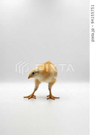 Isolated Little Rhode Island Red baby chicken team stand in a row on solid white clear background in studio light. 94155751