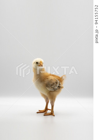 Isolated Little Rhode Island Red baby chicken team stand in a row on solid white clear background in studio light. 94155752
