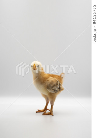 Isolated Little Rhode Island Red baby chicken team stand in a row on solid white clear background in studio light. 94155755