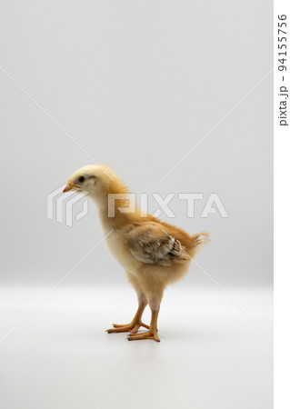Isolated Little Rhode Island Red baby chicken team stand in a row on solid white clear background in studio light. Isolated Little Rhode Island Red baby chicken team stand in a row on solid white clear background in studio light. 94155756