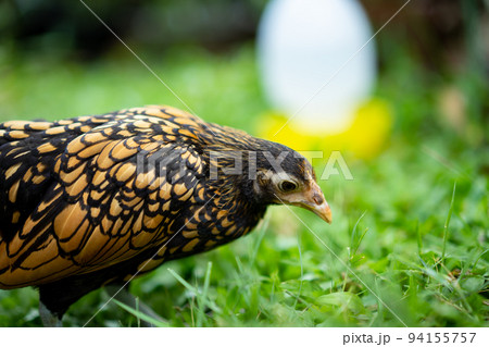 Close up SeBright Chick brown colour in the green garden blur background.. Close up SeBright Chick brown colour in the green garden blur background.. 94155757