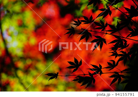 日本の秋イメージ 鮮やかなモミジの紅葉 日本の秋イメージ 鮮やかなモミジの紅葉 94155791