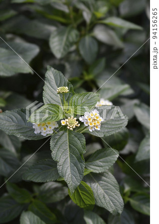 Shrub verbena flower 94156265