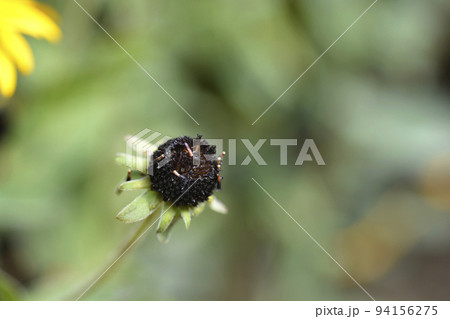 Deams coneflower 94156275