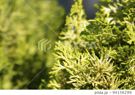 Golden Hinoki cypress 94156299
