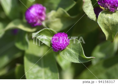 Globe amaranth Globe amaranth 94156317