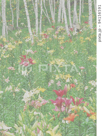 八ヶ岳富士見高原ゆり園の白樺とゆり　背景写真ライトA列縦 94156591