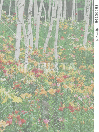 八ヶ岳富士見高原ゆり園、白樺の白い幹とゆりの花が映える　背景写真ライトA列縦 94156593