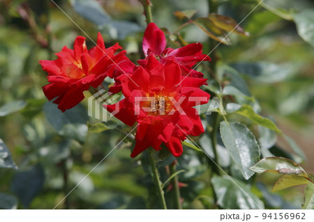 荒尾市 おもやい市民花壇 バラの花、 荒尾市 おもやい市民花壇 バラの花、 94156962