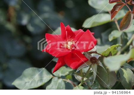 荒尾市　おもやい市民花壇　バラの花、 94156964