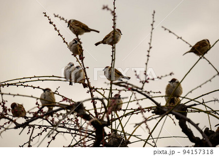 スズメ 94157318