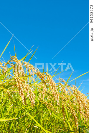 秋の稲 94158572