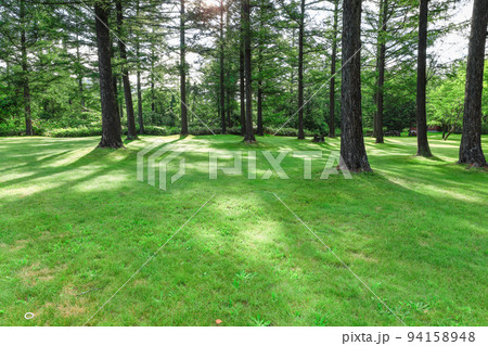 【北海道美瑛町】森の道 94158948