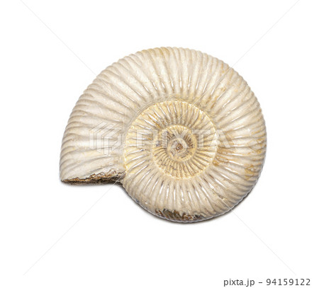 Image of ammonite on a white background. Fossil. Sea shells. 94159122