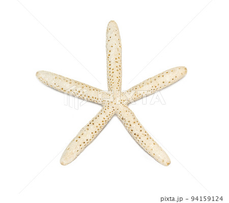 Image of white finger starfish isolated on white background. Sea stars. Undersea Animals. Sea Shells. 94159124