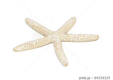 Image of white finger starfish isolated on white background. Sea stars. Undersea Animals. Sea Shells. Image of white finger starfish isolated on white background. Sea stars. Undersea Animals. Sea Shells. 94159125