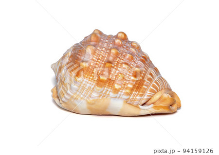 Image of sea shell orange cassis cornuta on a white background. Undersea Animals. Sea shells. Horned helmet shell. Image of sea shell orange cassis cornuta on a white background. Undersea Animals. Sea shells. Horned helmet shell. 94159126