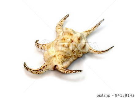 Image of lambis chiragra (Harpago chiragra) sea shell is in the family strombidae isolated on white background. Undersea Animals. 94159143