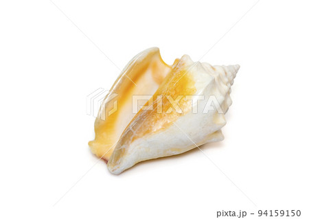 Image of strombus alatus sea shell, the Florida fighting conch, is a species of medium-sized, warm-water sea snail, a marine gastropod mollusk in the family Strombidae, the true conchs isolated on whi Image of strombus alatus sea shell, the Florida fighting conch, is a species of medium-sized, warm-water sea snail, a marine gastropod mollusk in the family Strombidae, the true conchs isolated on whi 94159150