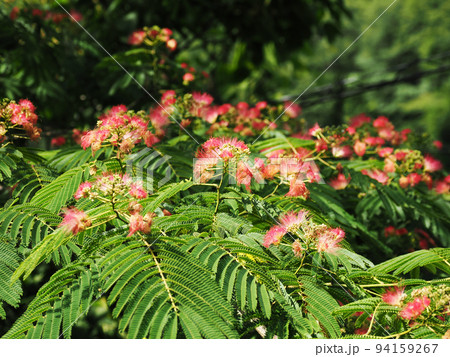 ネムの木とピンクの花 94159267