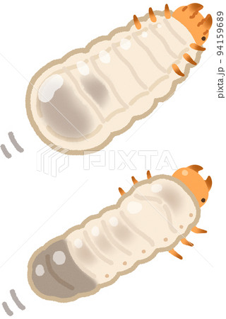 カナブンの幼虫とコガネムシの幼虫 94159689