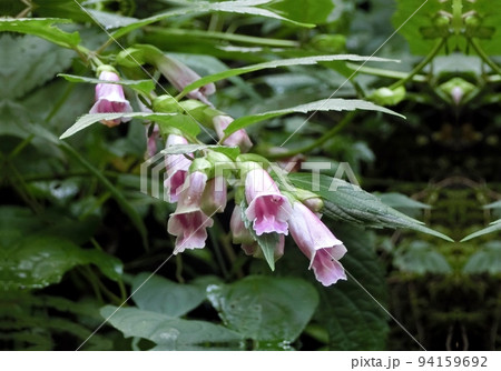 ジャコウソウ（秋田県にかほ市元滝・9/7） 94159692