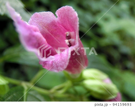 ジャコウソウ（秋田県にかほ市元滝・9/7） 94159693