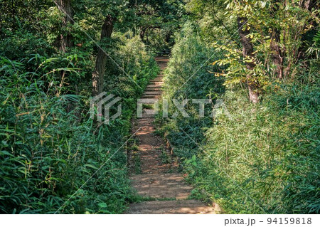 緑に囲まれた小道 94159818