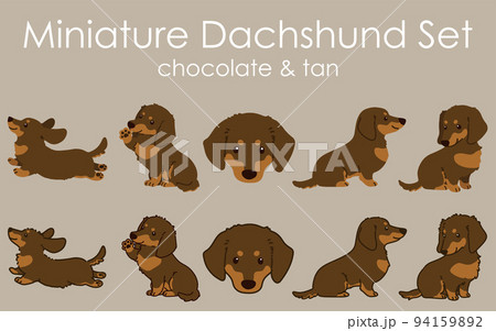 チョコレートタンのミニチュアダックスフンドイラストセット　主線あり・なし 94159892