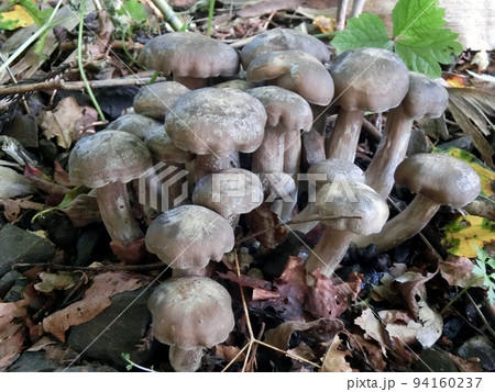 ハタケシメジ（秋田市木曽石・9/9） 94160237
