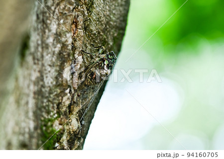 ミンミン蝉 94160705