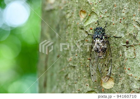 ミンミン蝉 ミンミン蝉 94160710