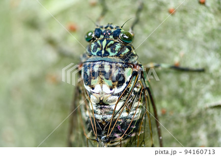 ミンミン蝉 94160713