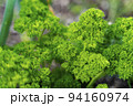 Curly parsley stems. Vegetable background macro texture Photo of good quality 94160974
