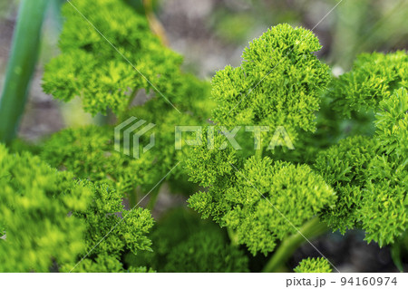 Curly parsley stems. Vegetable background macro texture Photo of good quality 94160974