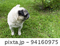 An old pug looking to the side in a green meadow. Good quality photos 94160975