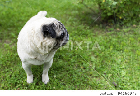 An old pug looking to the side in a green meadow. Good quality photos 94160975