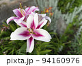 Lily buds on a blurry dark green Photo of high quality 94160976