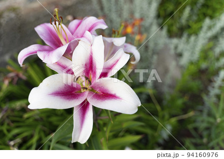 Lily buds on a blurry dark green Photo of high quality 94160976