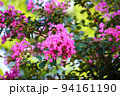 サルスベリの花がピンクの花を咲かせています 94161190
