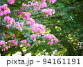 ピンクの花のサルスベリ 94161191
