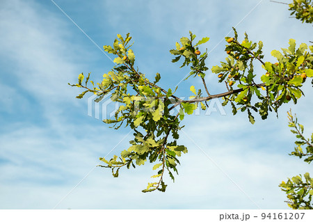 Ripe acorns on oak tree branch against blue sky, copy space. 94161207
